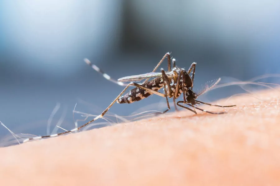 mosquito sucking blood